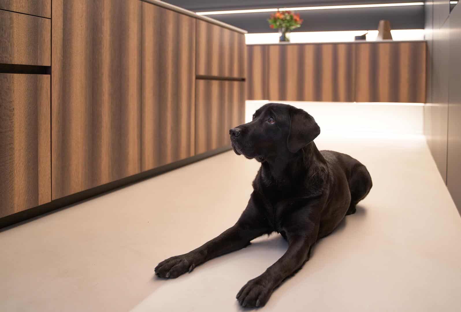 Schwarzer Hund in moderner Küche